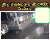 Viral video: బైక్ పై వెళుతుండగా ఎదురొచ్చిన సింహం..!